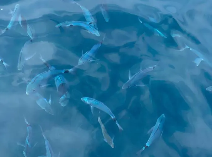 Résidence San Paolisa *